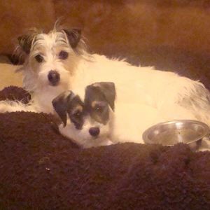 Meet your Posher, Dawn